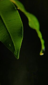Wet parallel veined frangipani leaf with a hanging rain droplet Vertical Video 24fps