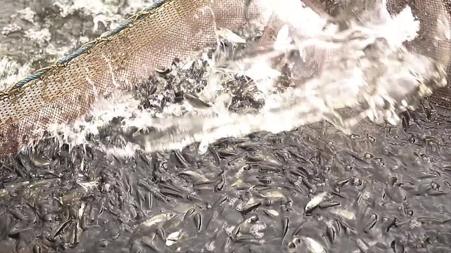 Freshly caught fish in a fishing net over a serene lake