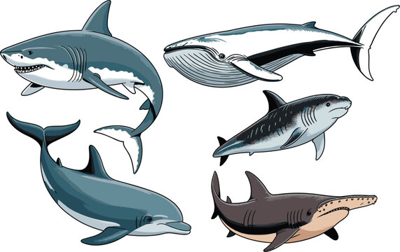 Collection of marine animals vector illustration featuring shark, whale, dolphin, and sawfish