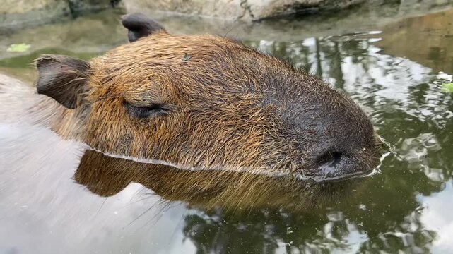 Extreme macro close-up of a cute capybara swimming in water, showing detailed wet fur, closed eyes, and visible breathing through its nostrils while relaxing.
