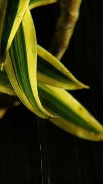 Clear rain droplet hanging from a smooth yellow and green striped variegated dracaena leaf Vertical Video 24fps