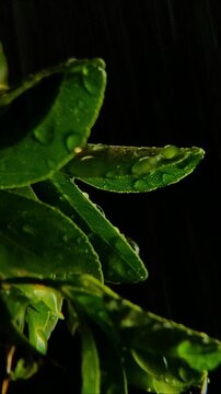 Fast rain streaks behind a cluster of bumpy dark green kaffir lime leaves Vertical Video 24fps