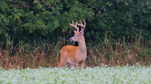 Large whitetail buck with velvet antlers standing at forest edge