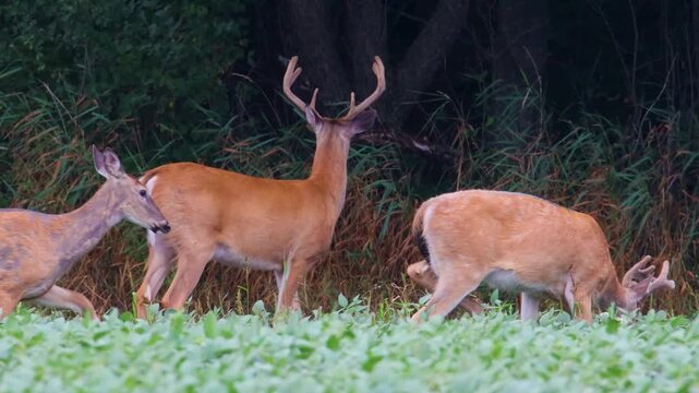 Large whitetail buck with velvet antlers among deer in soybeans