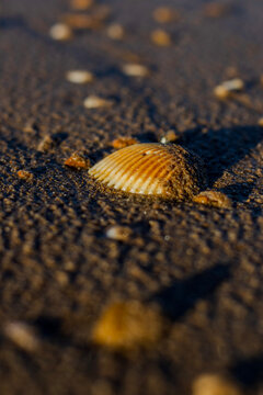 close up of a seashell