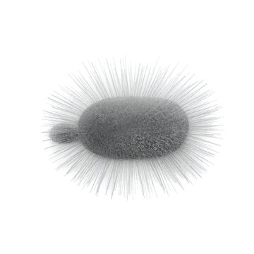 A single paramecium caudatum with numerous cilia is depicted in a realistic 3D microscopic rendering