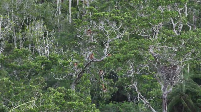 Aerial footage of wild proboscis monkeys (Nasalis larvatus) resting atop the vast canopy of a tropical rainforest.