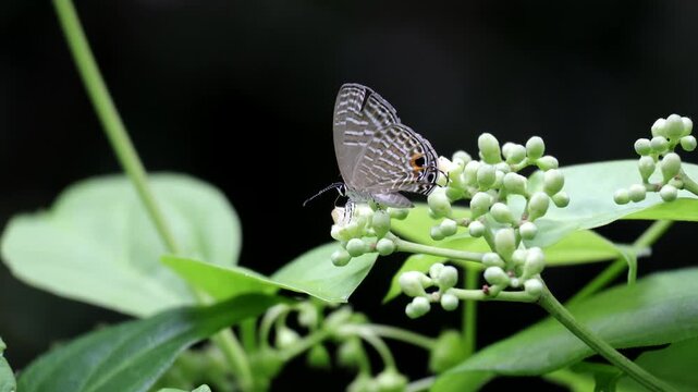 Macro Shot of Common Cerulean Butterfly Sitting on Flower Buds - Small Lycaenidae Butterfly, Insect, and Nature Concept