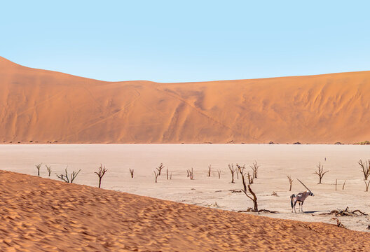 Oryx gazella (Gemsbok) in standing in savannah in the morning sun light at Central Namib Desert - Dead trees in Dead Vlei - Sossusvlei, Namib desert, Namibia