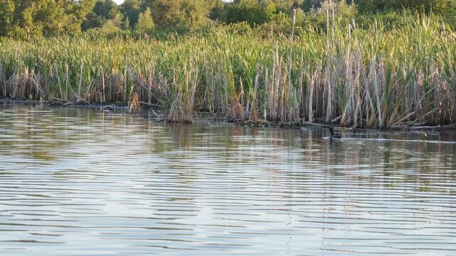 A wild eurasian coot fulica atra bird swimming smoothly on a calm lake near lush green reeds, concept of wetland ecosystem biodiversity, avian natural habitat protection and morning serenity