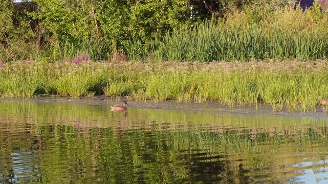 A smooth tracking shot of a green riverbank with sedge grass, typha reeds, apiaceae herbs and fireweed wildflowers, concept of riparian ecosystem botany and natural waterfront landscape design