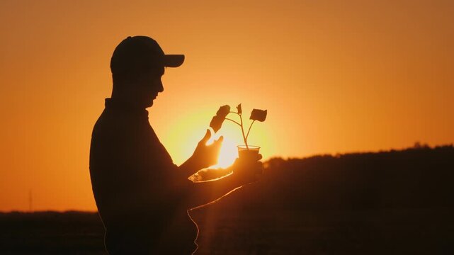 Farmer Holding Young Plant in Silhouette at Sunset