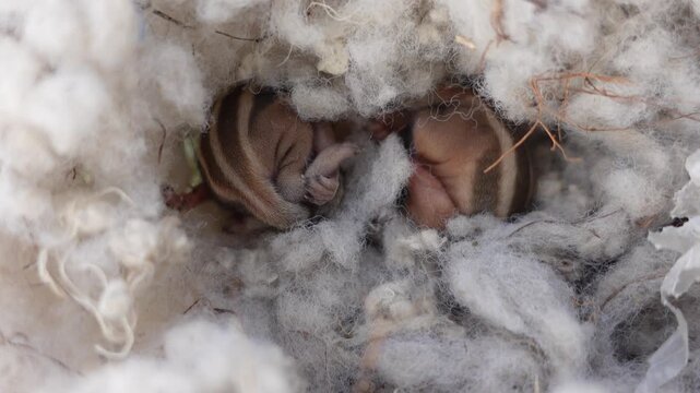 Beautiful baby squirrel 4k video