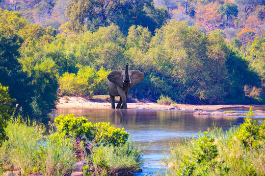 An African elephant is crossing a river - Kruger National Park - South Africa. 