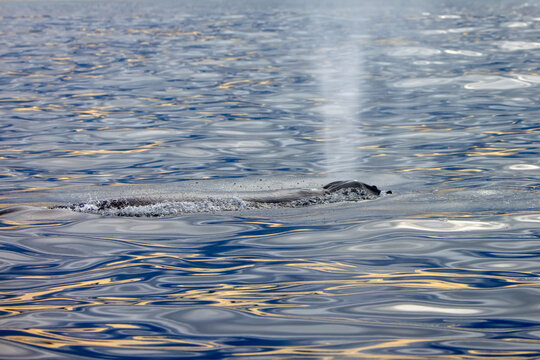 A humpback whale breathing on the surface - Knysna,  South Africa. is breathing on the surface  