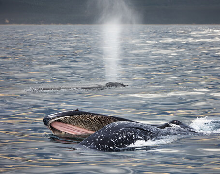 A humpback whale feeds with its mouth open - A humpback whale breathing on the surface - Knysna,  South Africa