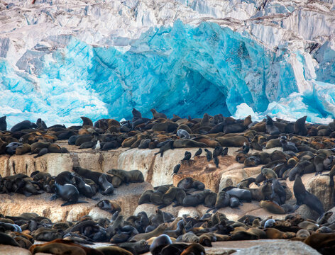 Group of seals resting on a rock of ice in a cold environment with icy background - Greenland