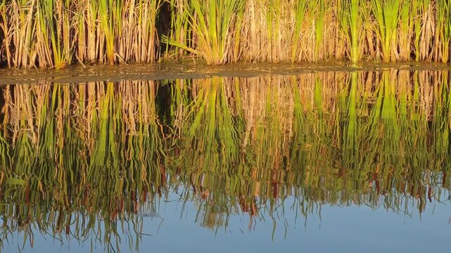 A rhythmic water ripples pattern on a lake with a clear mirror reflection of wild green typha reeds, concept of abstract nature background, morning serenity and eco friendly design texture