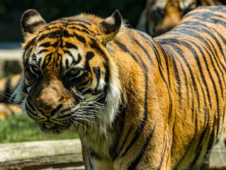 Fototapeta premium Dernière sous-espèce de tigre vivant sur l’île de Sumatra, le tigre de Sumatra se distingue par sa silhouette plus compacte et son magnifique pelage rayé. Cet album photo réalisé au Zoo de Champrépus 