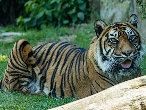 Derni&egrave;re sous-esp&egrave;ce de tigre vivant sur l&rsquo;&icirc;le de Sumatra, le tigre de Sumatra se distingue par sa silhouette plus compacte et son magnifique pelage ray&eacute;. Cet album photo r&eacute;alis&eacute; au Zoo de Champr&eacute;pus 