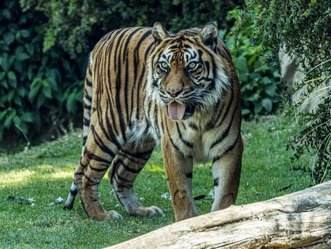 Derni&egrave;re sous-esp&egrave;ce de tigre vivant sur l&rsquo;&icirc;le de Sumatra, le tigre de Sumatra se distingue par sa silhouette plus compacte et son magnifique pelage ray&eacute;. Cet album photo r&eacute;alis&eacute; au Zoo de Champr&eacute;pus 