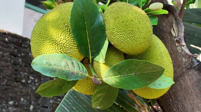 close-up of jackfruits tropical fruits in asia. jackfruit on the tree in the garden