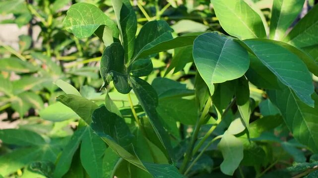 the tropical plants of cassava in the garden vilage.