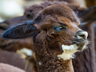 Alpaca (Vicugna pacos) standing in a grassy enclosure, showcasing its soft woolly coat, long neck, and distinctive facial features. This domesticated South American camelid is known for its fine fleec © Ludovic