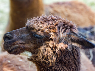 Alpaca (Vicugna pacos) standing in a grassy enclosure, showcasing its soft woolly coat, long neck, and distinctive facial features. This domesticated South American camelid is known for its fine fleec © Ludovic