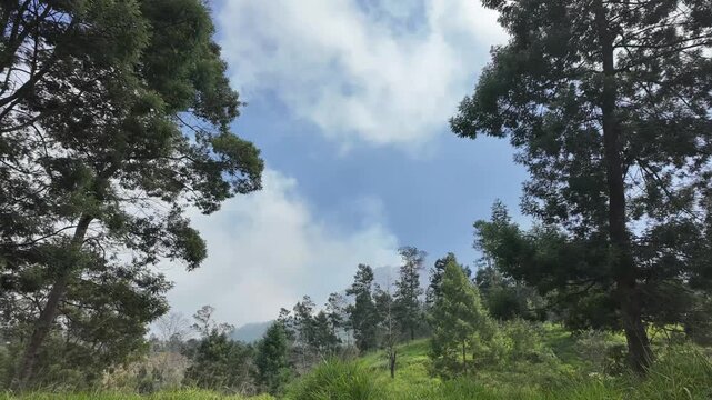 cinematic view forest in the mountains. panoramic view of forest in the mountain.