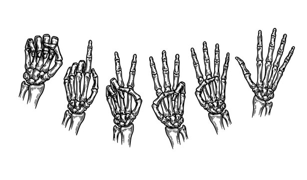 Anatomical skeletal hands showing progressive finger counting gestures with vintage engraved details in monochrome vector illustration