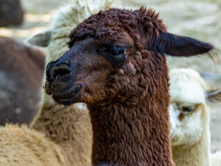 Alpaca (Vicugna pacos) standing in a grassy enclosure, showcasing its soft woolly coat, long neck, and distinctive facial features. This domesticated South American camelid is known for its fine fleec © Ludovic
