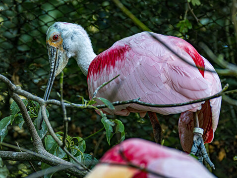 Roseate spoonbill (Platalea ajaja) standing in a zoo enclosure, displaying its vibrant pink plumage, long flat spoon-shaped bill and elegant long legs