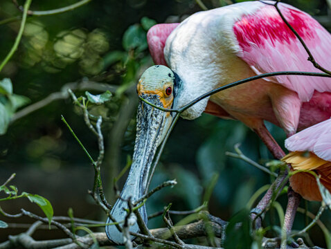 Roseate spoonbill (Platalea ajaja) standing in a zoo enclosure, displaying its vibrant pink plumage, long flat spoon-shaped bill and elegant long legs