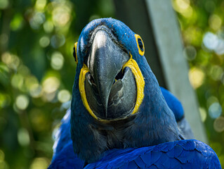 Hyacinth macaw (Anodorhynchus hyacinthinus) perched at a zoo in France. Portrait of this magnificent South American parrot displaying its intense cobalt-blue plumage, large curved black beak © Ludovic