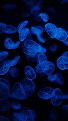 A jellyfish drifting in the water © ろぅず ぶるぅ