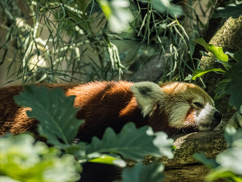 Red panda (Ailurus fulgens) resting on a branch at a zoo in France. Portrait of this distinctive Asian mammal, highlighting its reddish-brown fur, white facial markings, bushy ringed tail