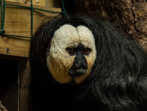 White-faced saki (Pithecia pithecia) with distinctive pale face and dark shaggy fur, photographed in a zoo enclosure