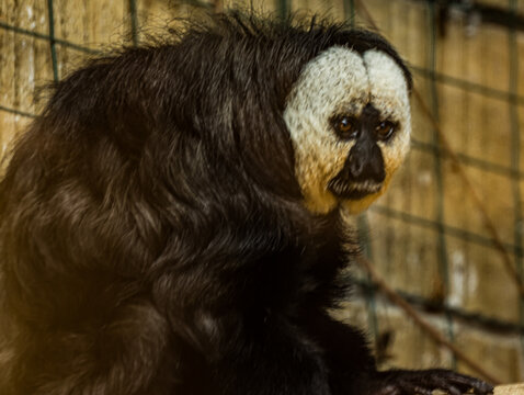 White-faced saki (Pithecia pithecia) with distinctive pale face and dark shaggy fur, photographed in a zoo enclosure