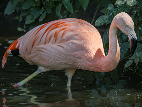 Chilean flamingo (Phoenicopterus chilensis) standing in a zoo enclosure. This elegant South American wading bird is known for its pink plumage, long legs, curved bill and distinctive graceful posture.