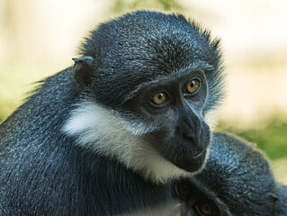 L'Hoest's monkey (Allochrocebus lhoesti) with distinctive white beard and dark fur, resting in the dense montane forests of Central Africa, realistic L'Hoest's monkey, Allochrocebus lhoesti, mportrait © Ludovic