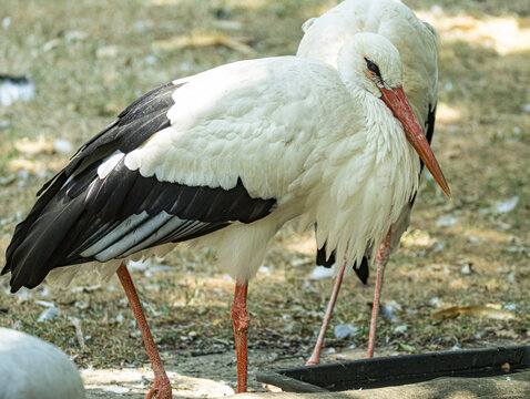 White stork (Ciconia ciconia) standing in a natural or zoo environment, displaying its distinctive white and black plumage, long red legs, and long red bill. This elegant migratory bird