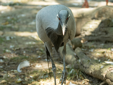 Demoiselle crane (Anthropoides virgo) standing in a natural or zoo environment, displaying its elegant gray plumage, long neck, long legs, and distinctive black feathers around the head and chest.