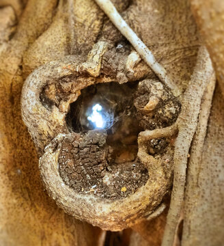 inside of a hole in a tree with light through the other side fig tree