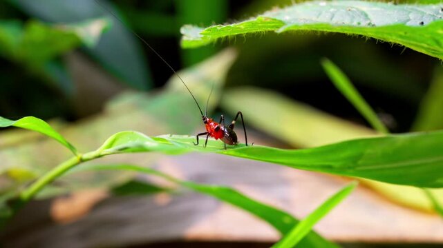 Macro shot of a bright red insect with long antennae crawling on a green leaf