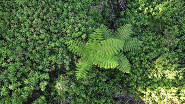 Aerial Footage of Fern Trees Growing Among Dense Shrubs and Undergrowth in a Tropical Forest During Morning in Baturaden, Indonesia. Lush Native Vegetation Forms a Detailed and Untouched Nature.