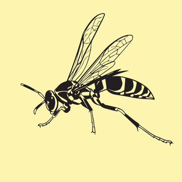 Black and white wasp vector illustration, hornet or bee bug design element