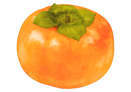 秋の味覚。リアルな柿1個のイラスト