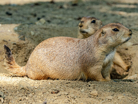 Black-tailed prairie dog (Cynomys ludovicianus) at a zoo in France. Portrait of this social North American mammal with its characteristic sandy-brown fur and alert posture. 