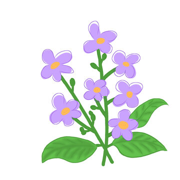 violet flowers on white